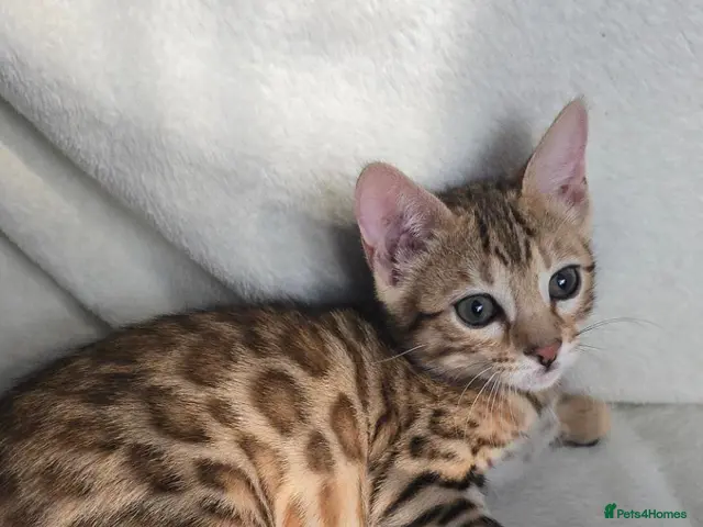 Bengal cats for sale: Outstanding rosetted brown bengal girls left 🔥 - Advert 11