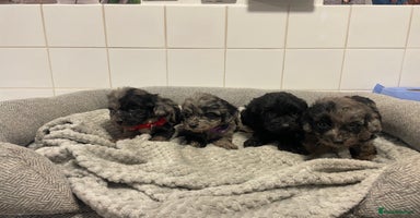 Cockapoo dogs - Advert 8