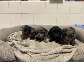 Cockapoo dogs - Advert 4