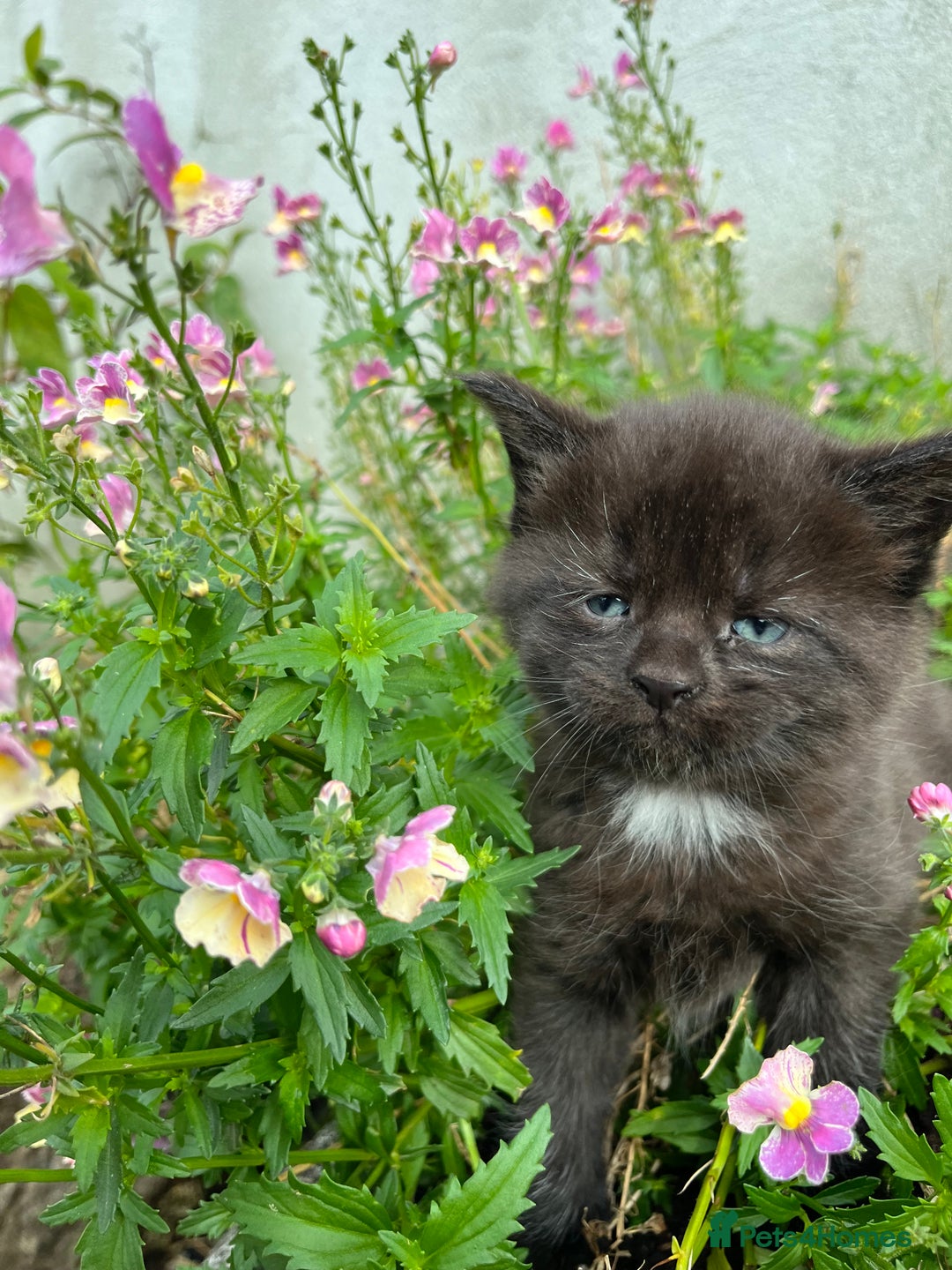 Mixed Breed cats for sale: Gorgeous half Maine coon kittens  - Image 4