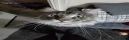 Maine Coon cats for sale: Male Maine Coon  - Advert 3