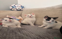 Mixed Breed cats for sale: Kittens available for sale with heterochromia - Image 5