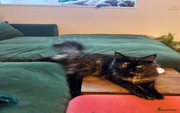 Maine Coon cats for sale: Maine coon babies - Advert 1