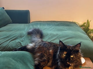 Maine Coon cats for sale: Maine coon babies - Advert 1