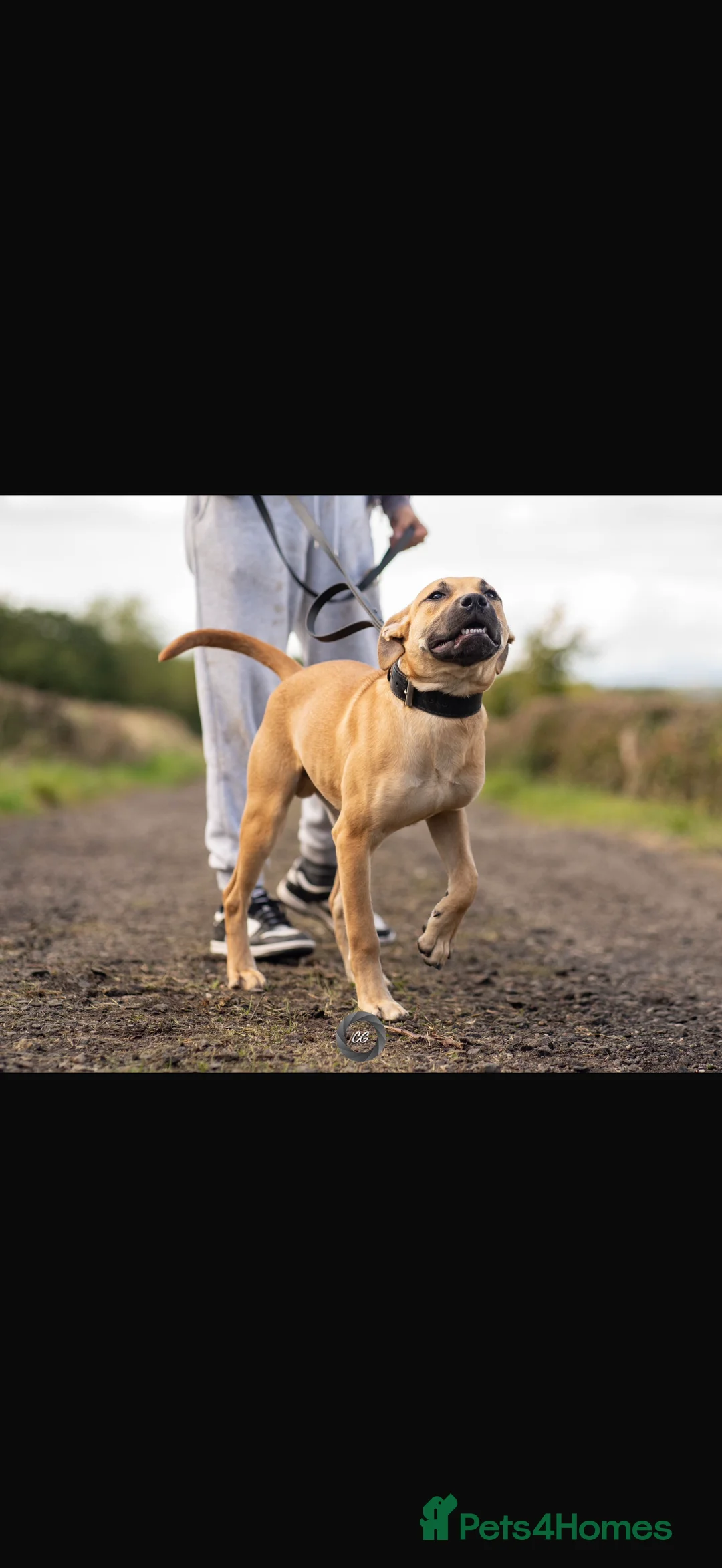 Mixed Breed dogs for sale: Lovely bullherder - Advert 2