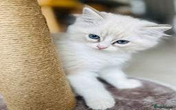 Ragdoll cats for sale: TICA RAGDOLL KITTENS GR EUR CHAMPION BLOODLINE🏆🏆 - Image 14