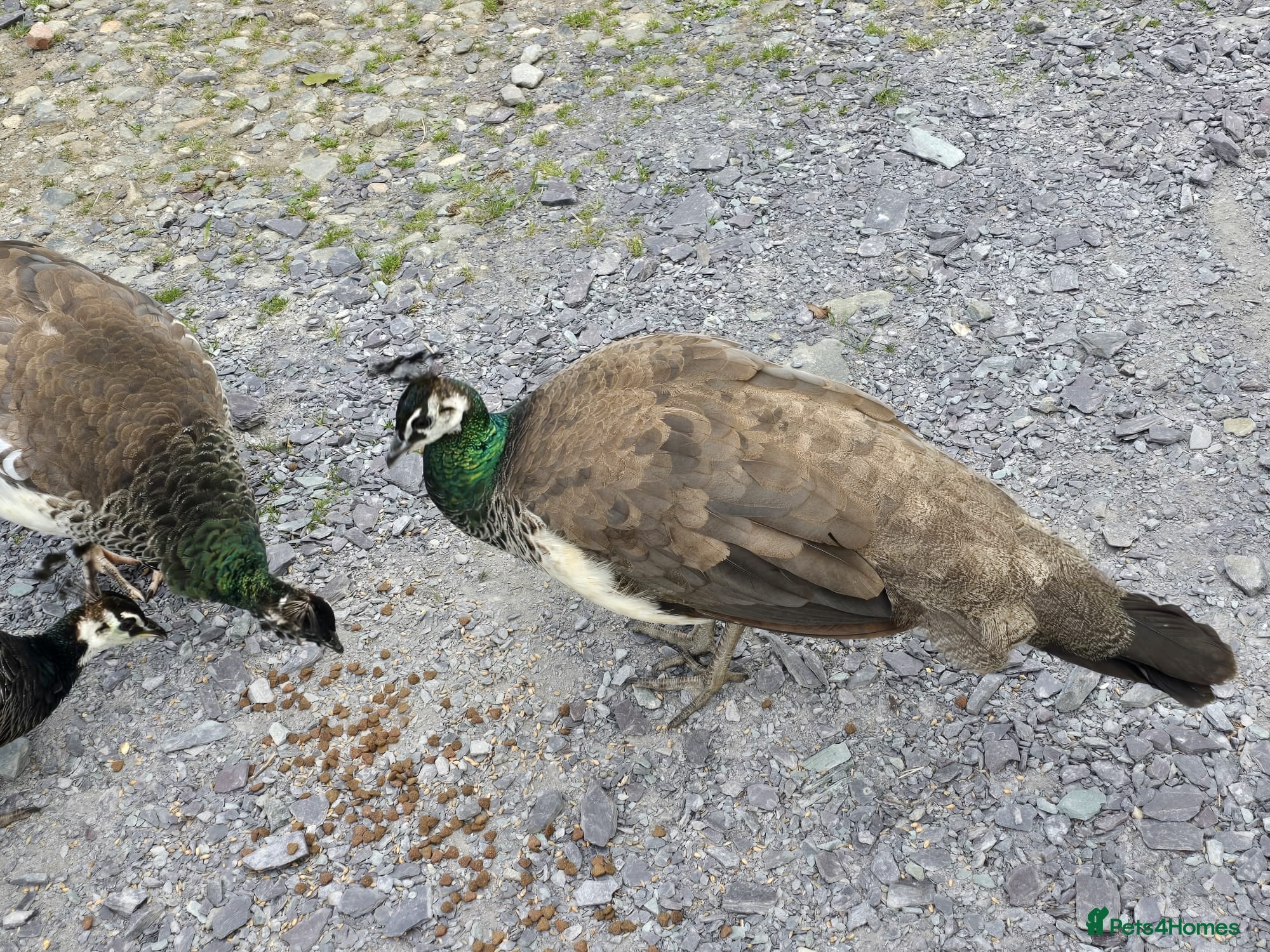 Peafowl poultry Peafowl - Peahens - Peahen- Peacock - Advert 2