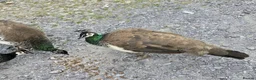 Peafowl poultry for sale: Peafowl - Peahens - Peahen- Peacock in Caernarfon - Advert 1