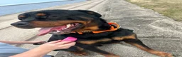 Rottweiler dogs for sale: Rehome 3 year old Rottweiler  - Advert 5
