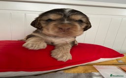 Cocker Spaniel dogs for sale: Show cocker spaniel puppies viewings this weekend! - Image 8