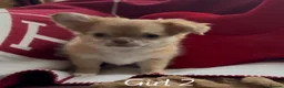 Chihuahua dogs for sale: Chihuahua puppies 🐶  - Advert 17
