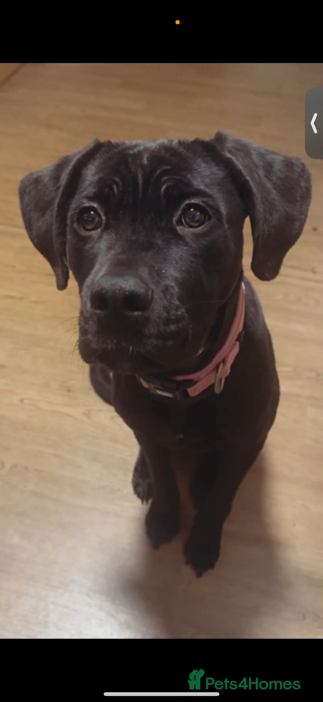 Cane Corso dogs for sale: Cane Corso. roughly 13 months. - Advert 2