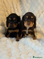 Cocker Spaniel dogs 🌟Show Cocker spaniel puppies🌟 - Advert 11