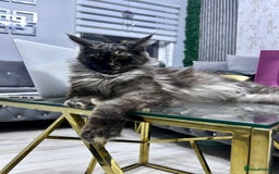 Maine Coon cats for sale: maine coon  - Advert 2