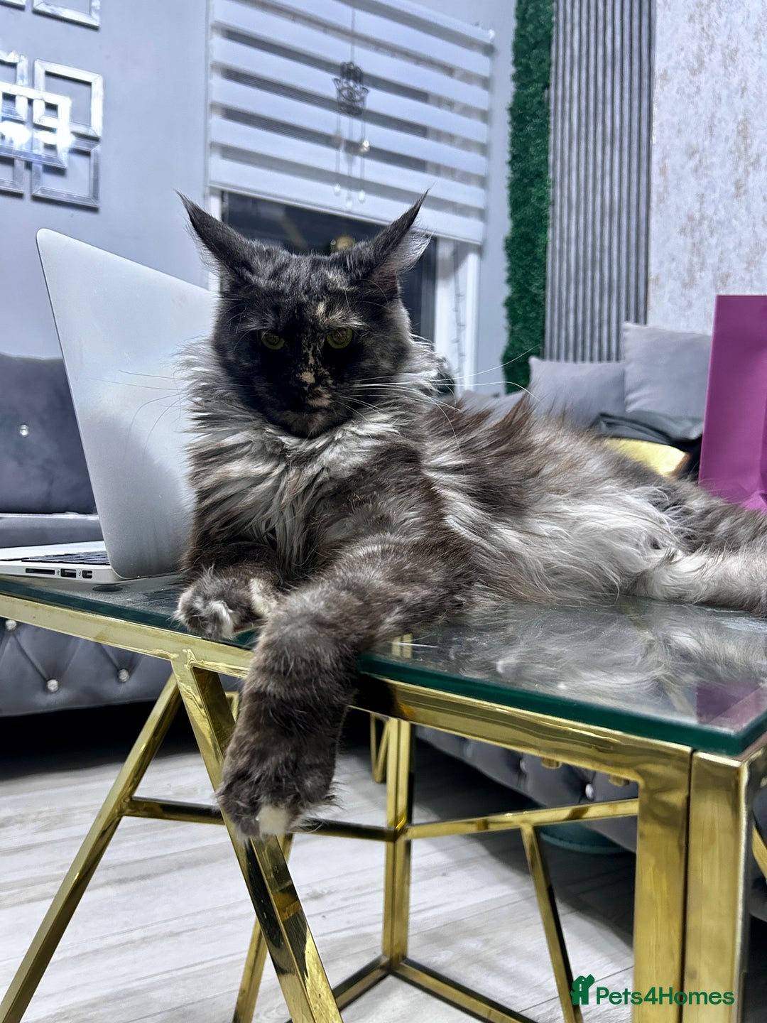 Maine Coon cats for sale: maine coon  - Advert 2