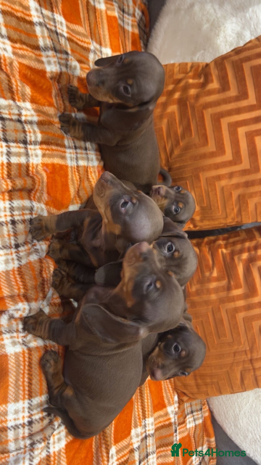 Dachshund dogs for sale: Dachounds for sale  - Image 14