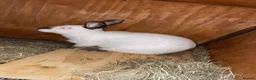 Mixed Breed rabbits for sale: Californian/New Zealand Cross in Birmingham - Advert 7
