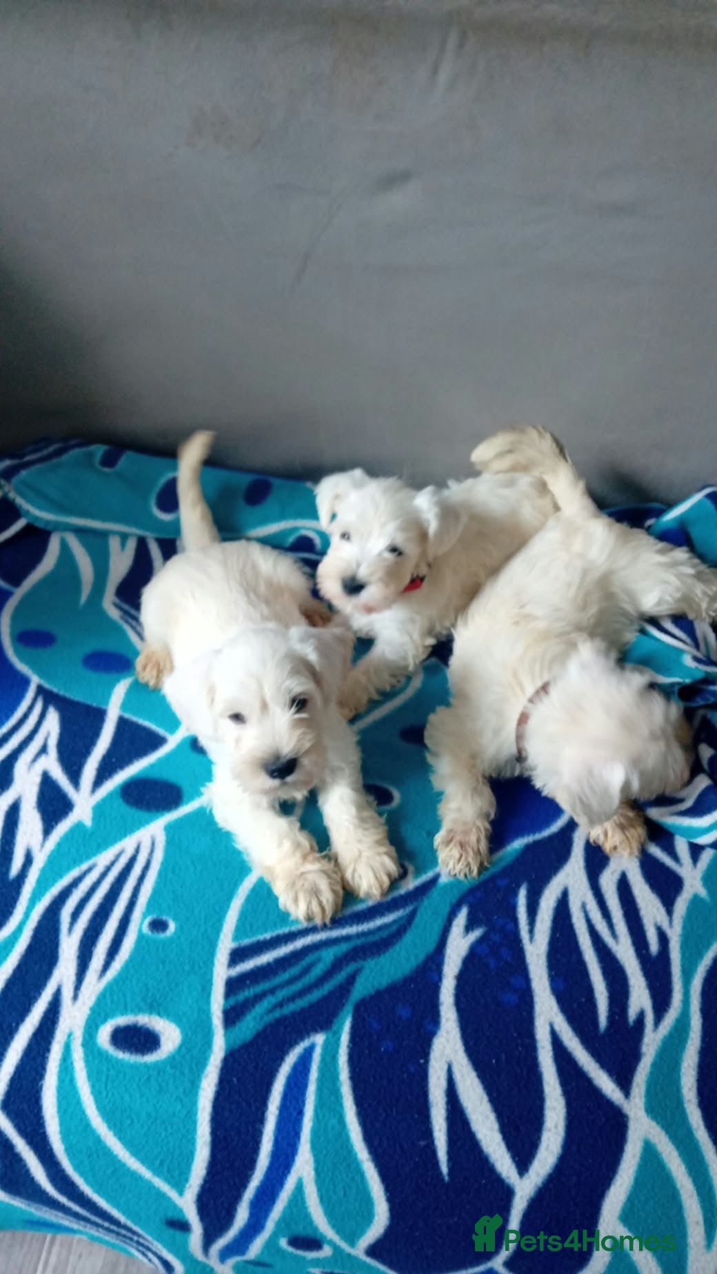 Miniature Schnauzer dogs 3 left White Miniature Schnauzers  - Advert 2