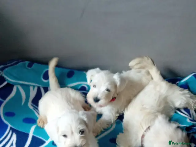 Miniature Schnauzer dogs 3 left White Miniature Schnauzers - Advert 2