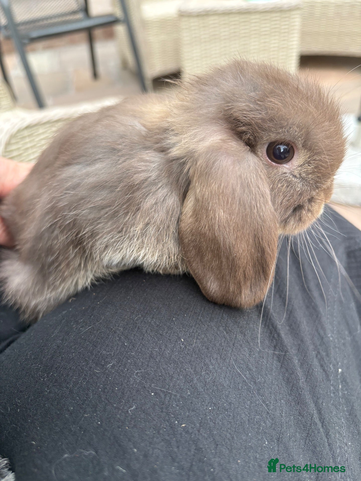 Mini Lop rabbits Mini lops-raised indoors-vaccinated  - Advert 1