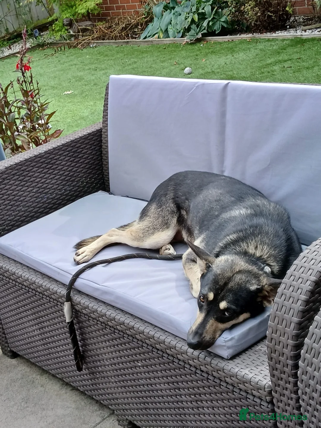 Mixed Breed dogs for adoption: Amazing Annie - Advert 9