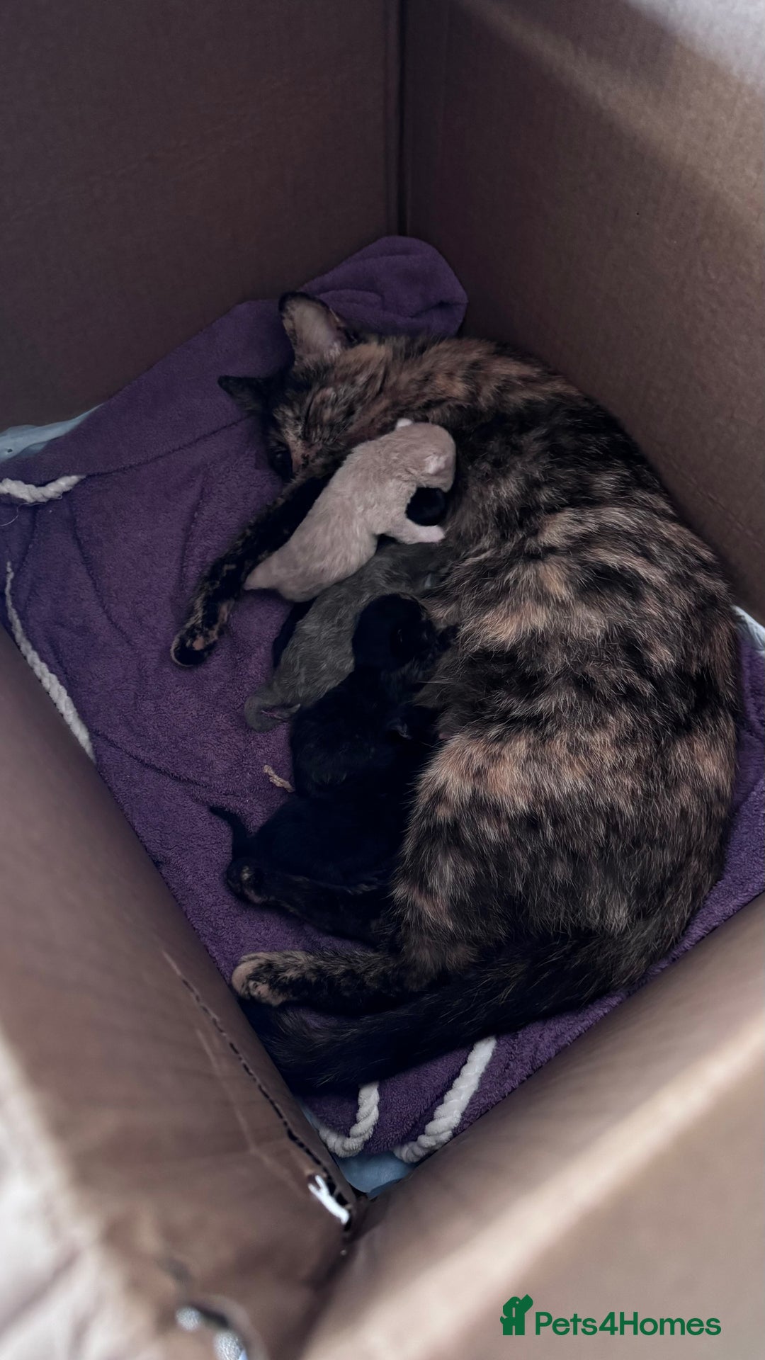 Mixed Breed cats for sale: 🐾Adorable Litter of 5 Kittens Ready now🐾  - Advert 13