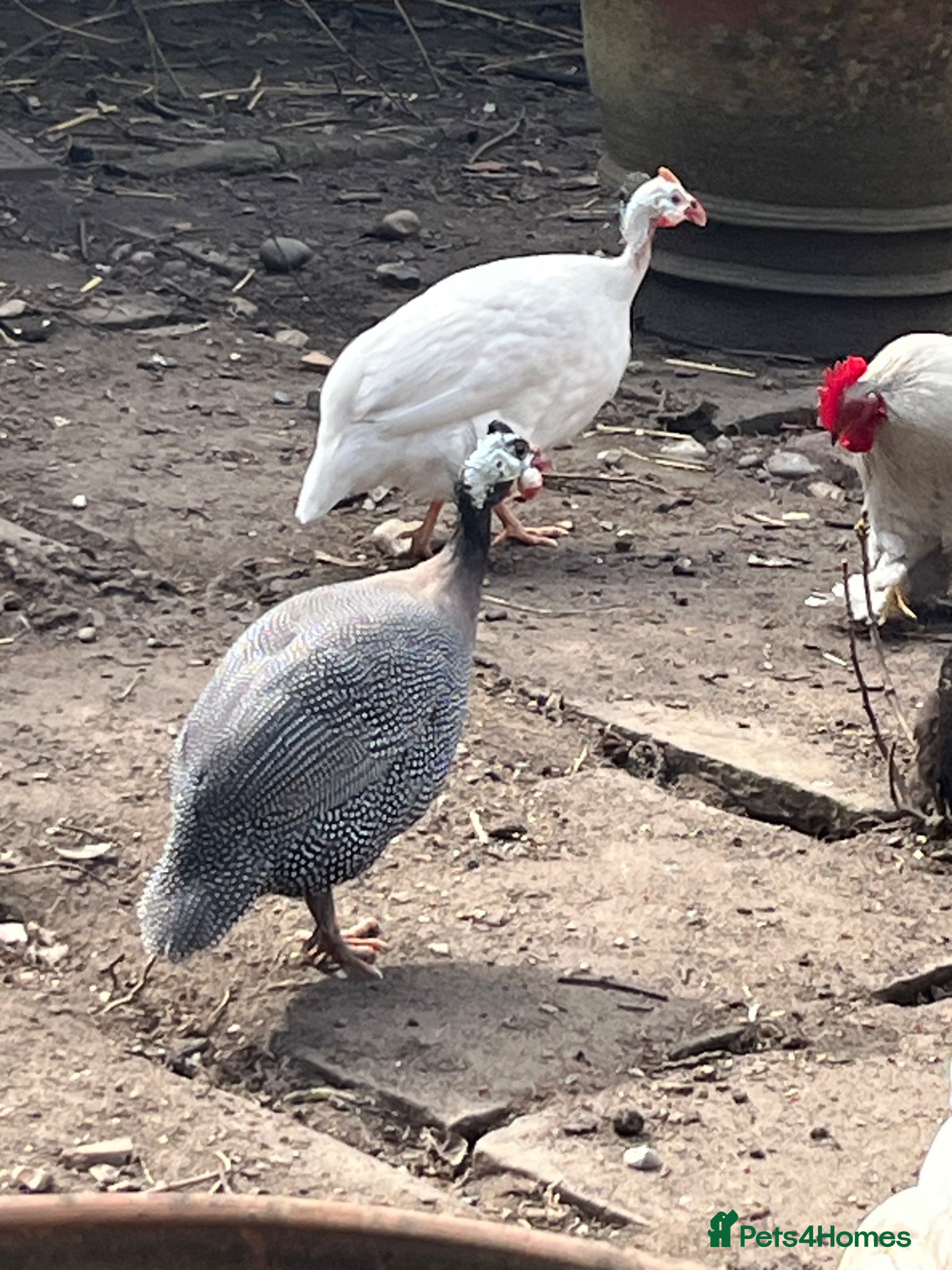 Guinea Fowl poultry Pair of guinea fowl for sale - Advert 1
