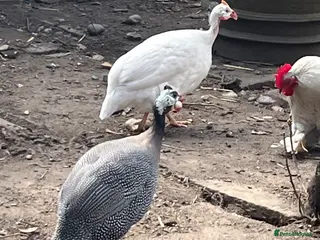 Guinea Fowl poultry Pair of guinea fowl for sale - Advert 5