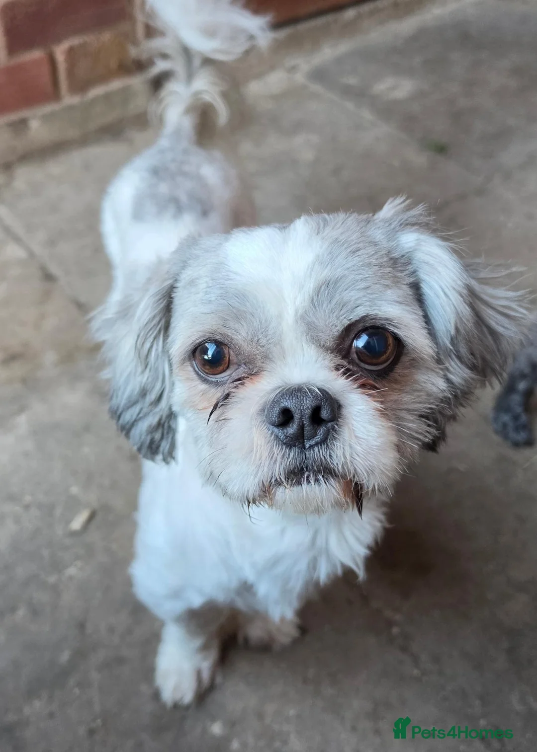 Shih Tzu dogs for sale: 2 year old male shihtzu - Advert 2