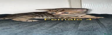 Female 4