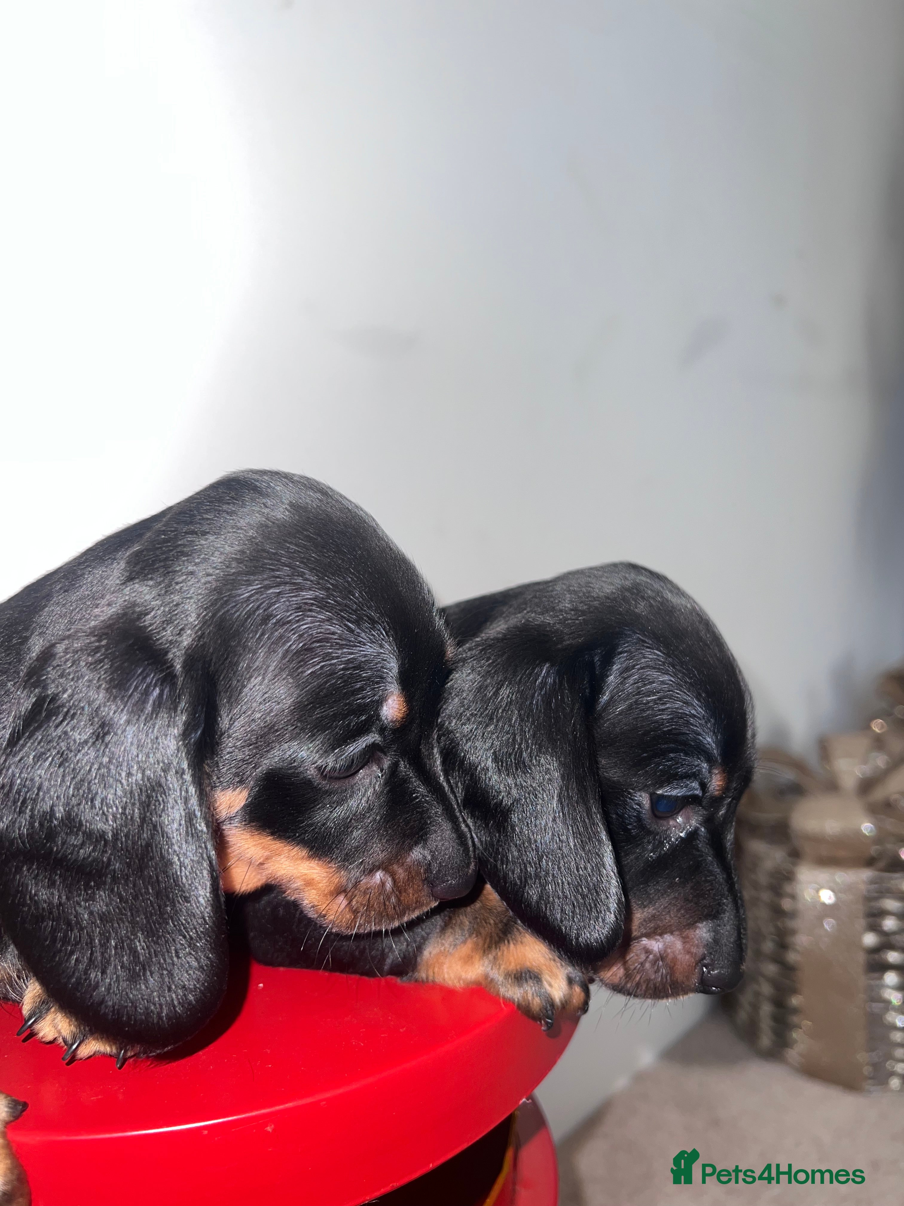 Miniature Dachshund dogs Just 2 black & tan minis remaining!!  - Advert 14