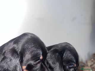 Miniature Dachshund dogs Just 2 black & tan minis remaining!! - Advert 17