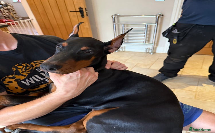 Dobermann dogs - Advert 2