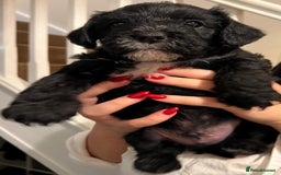 Mixed Breed dogs for sale: Meet our Beautiful Little Frockers ! - Image 6