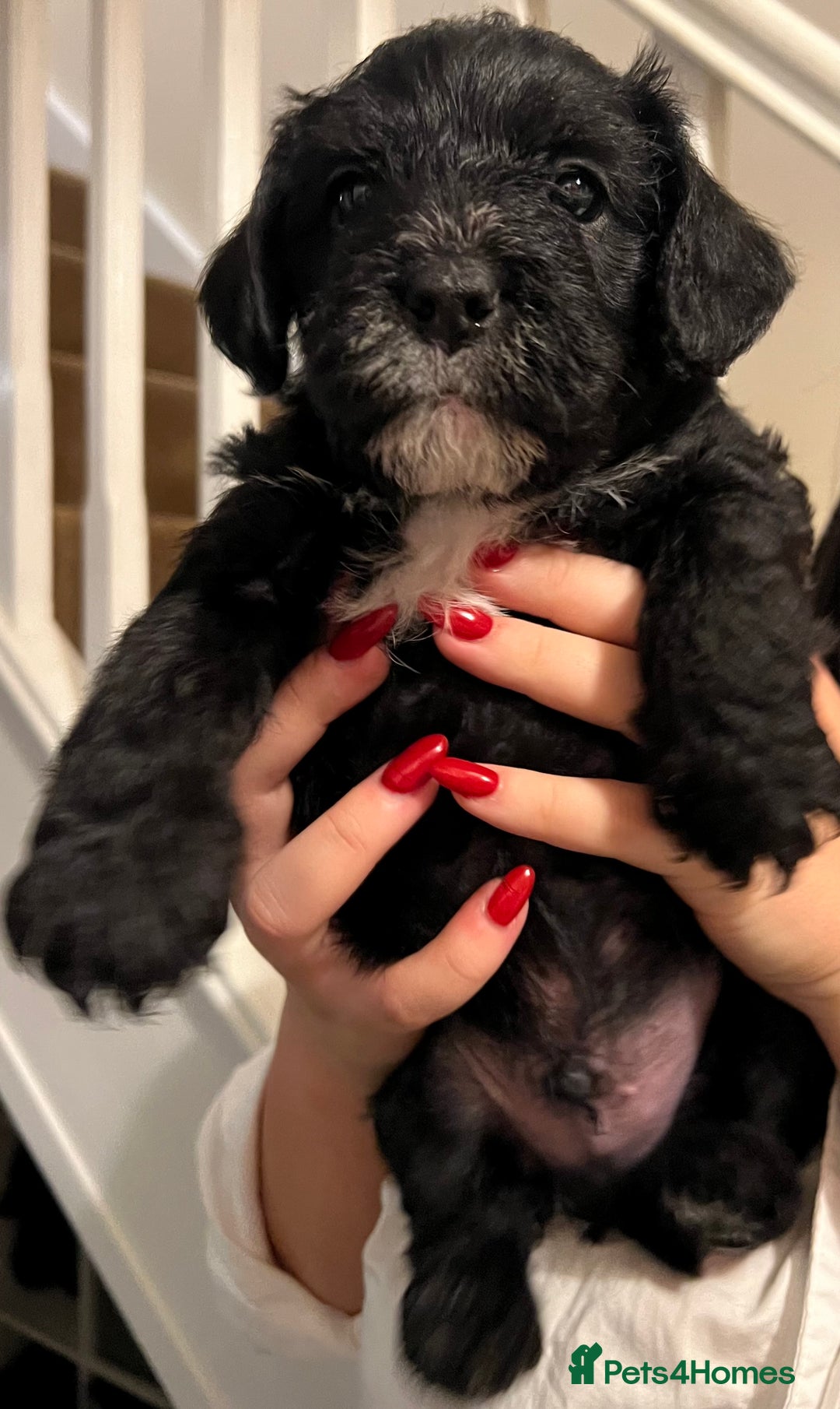 Mixed Breed dogs for sale: Meet our Beautiful Little Frockers ! - Image 6