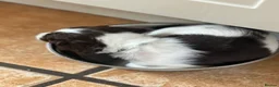 English Springer Spaniel dogs for sale: English Springer Spaniels white and liver girls in Thirsk - Advert 28