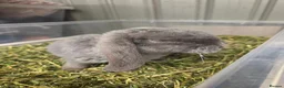 Mini Lop rabbits for sale: smokey blue plush velvet mini lop boy 8 weeks - Advert 5