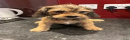 Mixed Breed dogs for sale: Cute playful pups in Coventry - Advert 3