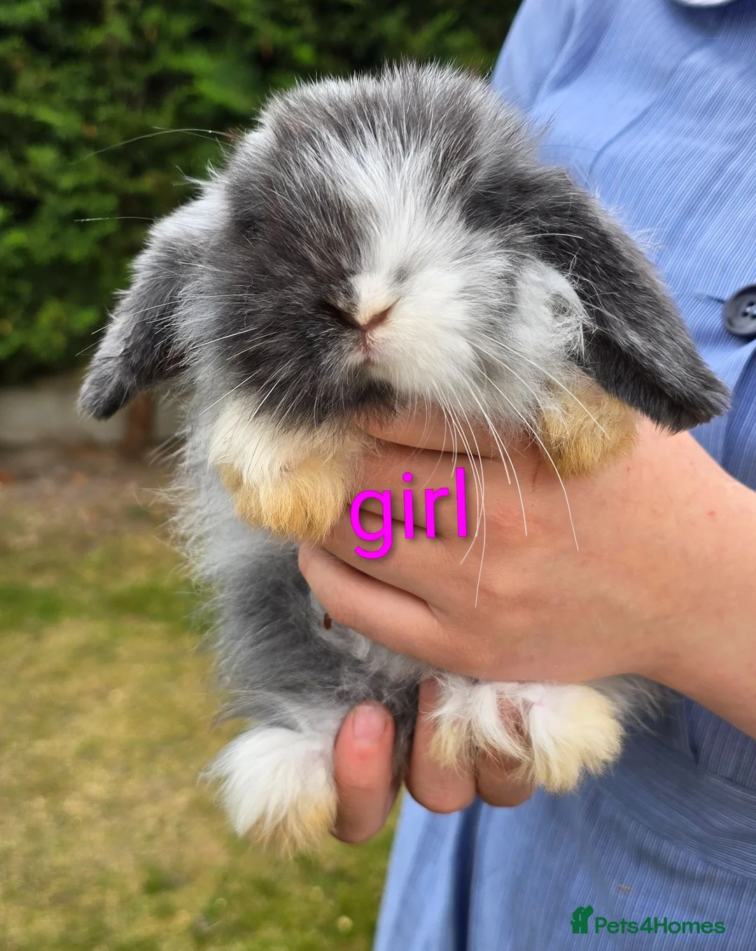 Mini Lop rabbits for sale: Mini lop bunnies for sale  - Advert 2