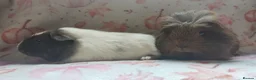 Guinea Pig rodents for sale: Beautiful pair of girl guinea pigs aka sow ready  - Advert 11