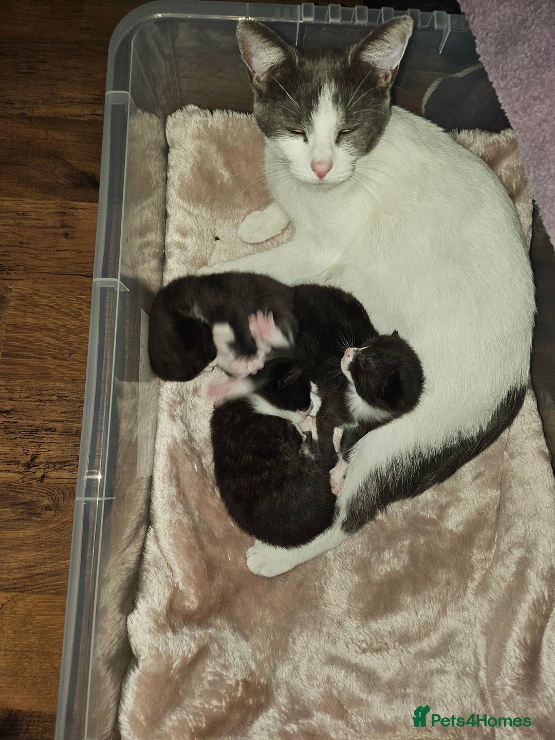 Mixed Breed cats for sale: Tonkinese cross kittens - Advert 7