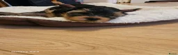 Yorkshire Terrier dogs for sale:  🐾 Beautiful Yorkshire Terrier Boys - Advert 2
