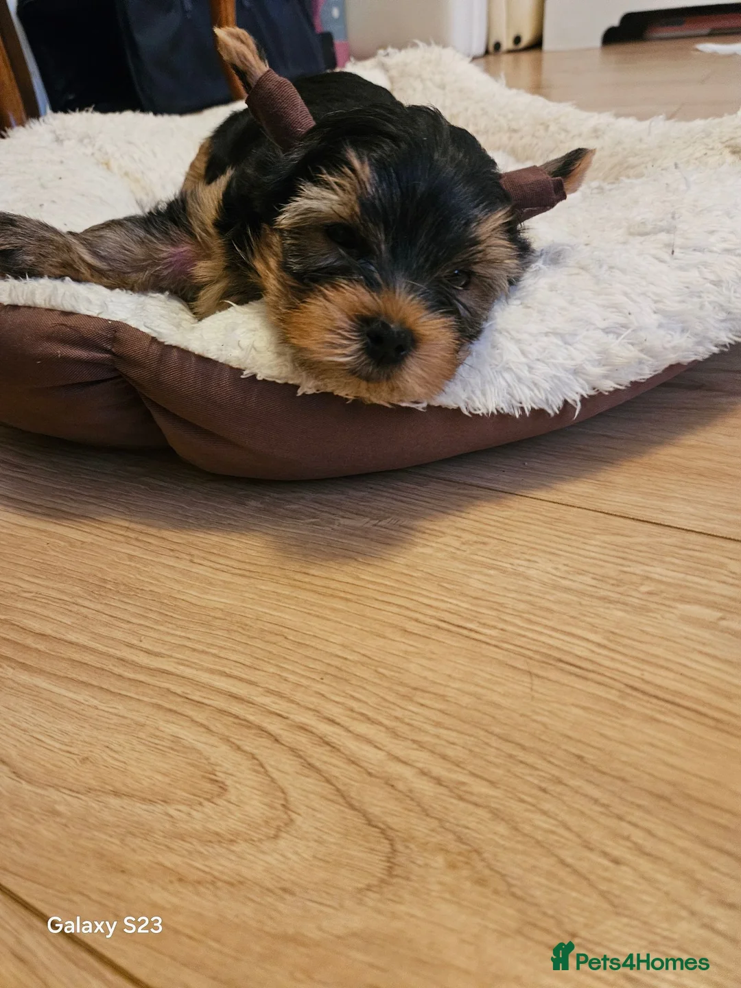Yorkshire Terrier dogs for sale:  🐾 Beautiful Yorkshire Terrier Boys - Advert 2
