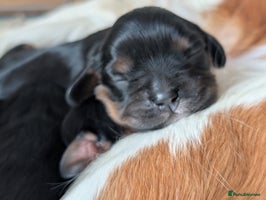 Cavalier King Charles Spaniel dogs - Advert 5