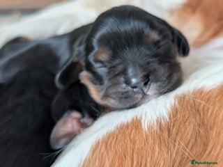 Cavalier King Charles Spaniel dogs - Advert 1