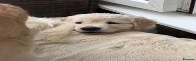 Golden Retriever 1