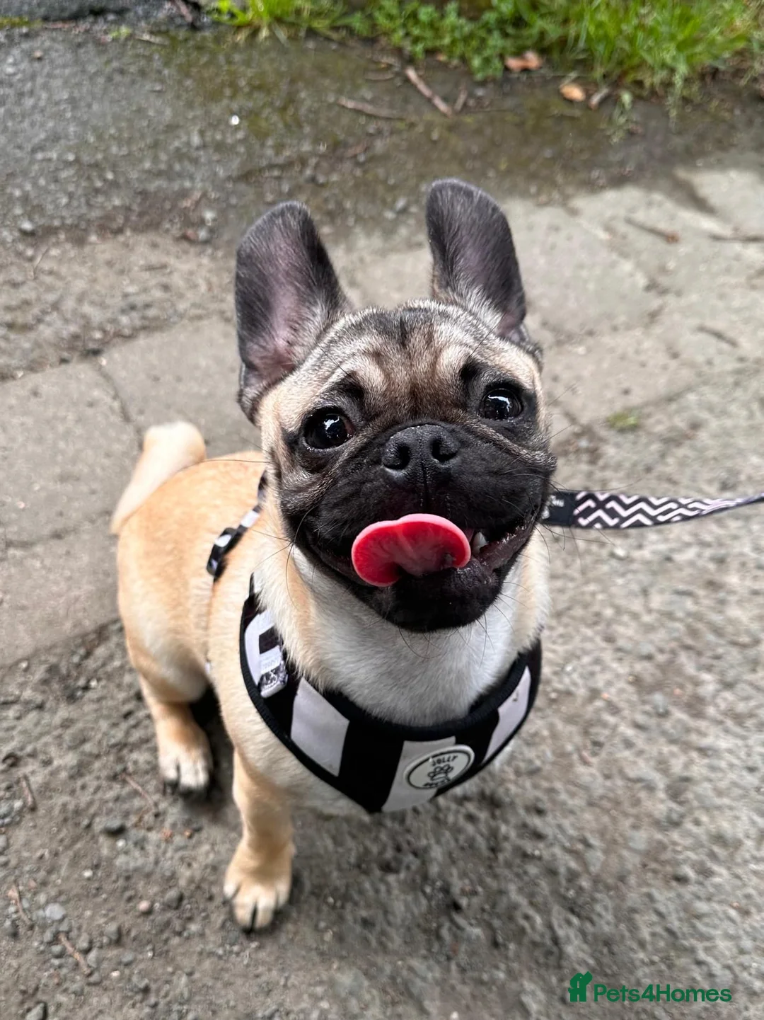 Mixed Breed dogs for sale: Pugsley 2 year old Pug  - Advert 6