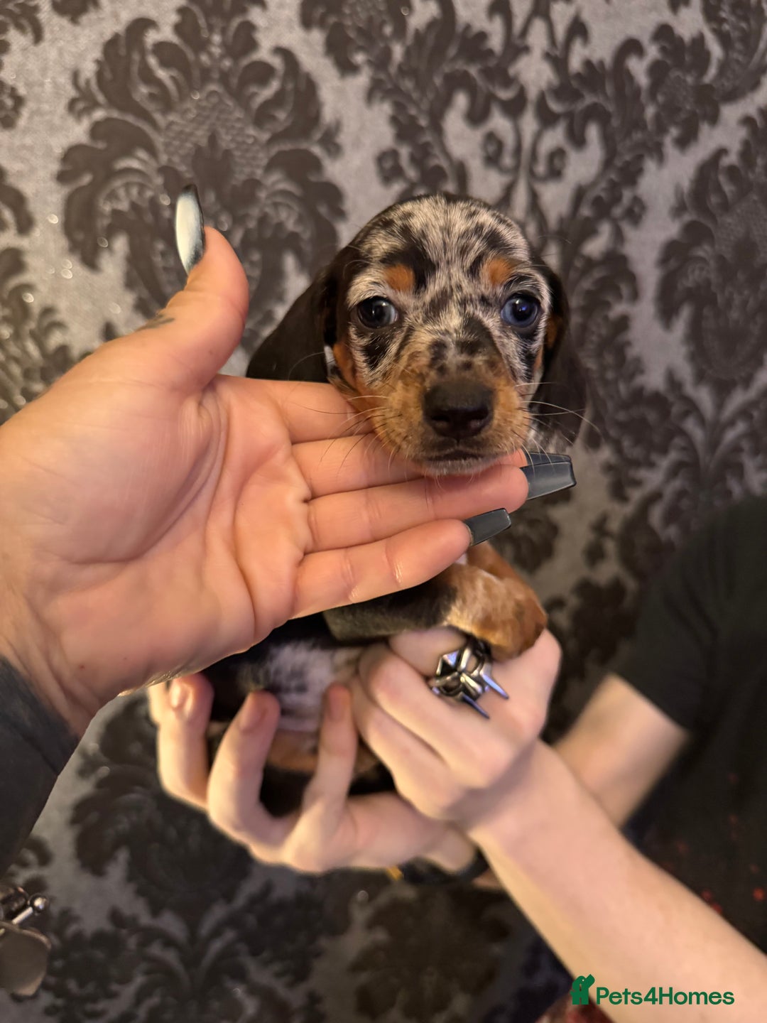 Dachshund dogs for sale: **** Absolutely Stunning Babies **** - Advert 12