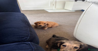 Miniature Dachshund dogs in Sudbury - Advert 12