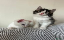 British Longhair cats for sale: Stunning friendly kittens - Image 21